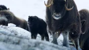 Ein Moschusochsenbaby steht dicht bei seiner Mutter in der arktischen Tundra.