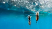 Das Zooplankton in den arktischen Gewässern ist eine wesentliche Nahrungsquelle für viele Meereslebewesen wie etwa den Blauwal.