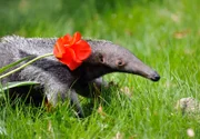 rbb Fernsehen PANDA, GORILLA & CO., TEIL 192, "Geschichten aus dem Zoo Berlin und dem Tierpark Berlin", am Freitag um 21:00 Uhr. Weil Mutter Griseline nur wenig Milch hat, gibt’s gleich für ihren kleinen Sohn einen Ameisenbärendrink, der aus Fencheltee und Hundeaufzuchtsmilch besteht.