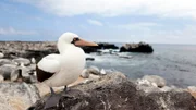 Die Insel Española ist ein beliebter Brutplatz für Vögel: Ein Nazcatölpel hält Ausschau nach seinen Artgenossen.