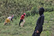 Sonia overseeing farmers while they gather plants. (Credit: National Geographic)