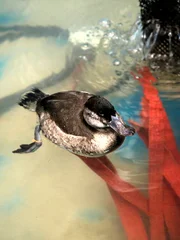 Close up of ruddy duck