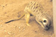 Erdmännchen leben in Großfamilien. Bei einem der Clans ist Gefahr im Verzug.