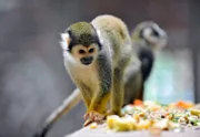 rbb Fernsehen PANDA, GORILLA & CO., TEIL 189, "Geschichten aus dem Zoo Berlin und dem Tierpark Berlin", Mehlwürmer gelten unter Totenkopfäffchen als Delikatesse. Diese neugierigen und zutraulichen Äffchen verdanken ihren Namen der Zeichnung im Gesicht. Die Weißfärbung erinnert an einen Totenkopf.