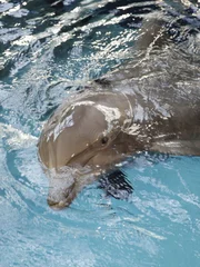 Close up of dolphin swimming