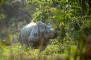 Nashorn im Kaziranga National Park in Assam, Indien.