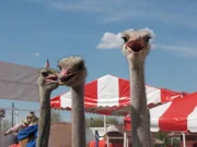 Ostriches from the Chandler Ostrich Festival in Phoenix, AZ.  --‘Animal Planet's Most Outrageous' is a humorous and entertaining series, highlighting the weirdest, craziest and most wonderful animals on the planet.