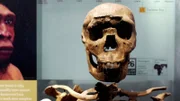 Dieses Fossil mit dem Namen Nariokotome Boy, das in Kenia gefunden wurde, ist eines der besten Beispiele für die Schulterstruktur des Homo erectus
