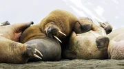Walrosse - wie hier an einem Strand im norwegischen Spitzbergen - liegen häufig bei- oder aufeinander, um durch Aneinanderreiben Parasiten zu entfernen.