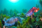 Tintenfische im Spencer-Golf in Australien