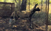 Wildhund Jabu soll seinen neuen Nachbarn kennen lernen.
