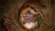 Junge Eichhörnchen kommen nackt, taub und blind zur Welt – ohne Fürsorge durch die Mutter können sie nicht überleben.