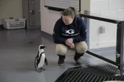 Stephanie Link kneeling to talk to penguin in Beluga Holding