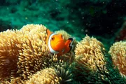 Ein Clownfisch auf einer Anemone im Japanischen Meer vor Okinawa