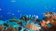 Australiens Meereswunder  Am Great Barrier Reef Mit seinen 600 Korallenarten bildet das Riff ein einzigartiges Ökosystem: Es ist Lebensraum für 1500 Fisch- und 5000 Weichtierarten.