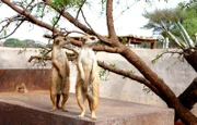 ARD/SWR DAS WAISENHAUS FÜR WILDE TIERE FOLGE 88, "Abenteuer Afrika", am Montag (02.03.15) um 16:10 Uhr im ERSTEN. Die beiden zahmen Erdmännchen Hänsel und Gretel.