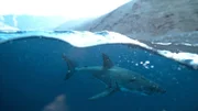 Forscher sind dem Geheimnis der Paarung Weißer Haie auf der Spur. Vor der mexikanischen Insel Guadalupe wurden Männchen und Weibchen gemeinsam gesichtet. Ein seltenes Ereignis.