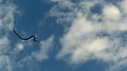 Schmuckbaumnattern beherrschen den Gleitflug von Baum zu Baum.