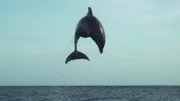 Delfine können meterhoch aus dem Wasser springen und dabei Kunststücke vollführen.
