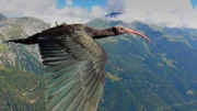 Ein junger Waldrapp muss seine Migrationsroute über die Alpen erst mühsam erlernen.