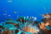 Australiens Meereswunder Am Great Barrier Reef Es ist Lebensraum für 1500 Fisch- und 5000 Weichtierarten.