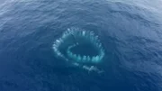 Der Blick von oben offenbart seltsame Spiralen im offenen Ozean vor der Küste Australiens.  +++