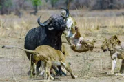 Löwen im Kampf mit einem Büffel in Sambia
