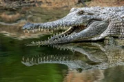 Süßwasserkrokodil in Nordaustralien