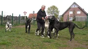 Ute Kramer aus Raesfeld mit ihren acht Deutschen Doggen.
