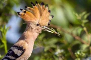Der Wiedehopf ist ein Insektenjäger – und in Deutschland sehr selten geworden. Im Lausitzer Seenland findet der auffällige Vogel wieder ein Zuhause.