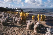 Reinigung eines Strandes in Portsall während der Ölkatastrophe von Amoco Cádiz im März 1978.  +++