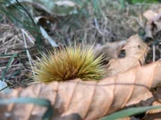 Typische Kastanienfruchtschale, der sogenannte Igel.