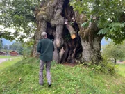 Michel Brunner vor der Riesenkastanie in Chironico (TI).