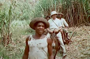Für die Zuckerherstellung wurden früher afrikanische Sklaven nach Amerika verschleppt, die dann unter unmenschlichen Bedingungen auf Zuckerrohrfeldern schuften mussten.