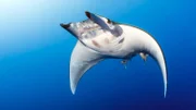 Teufelsrochen sind als reine Plankton-Fresser bekannt, Doch in der Serie „Der Blaue Planet“ wird zum ersten Mal gezeigt, dass sie auch Fische fressen.