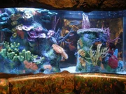 Das Rainforest Café Aquarium in Orlando