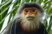 Nur wenige Rotschenklige Kleideraffen konnten in Vietnam überleben.
