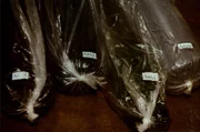 The North Korean 'supernotes' were smuggled into the U.S. via rolls of fabric - pictured here in this photo from a covert FBI operation. (Bob Hamer)