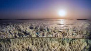 ARD/WDR ERLEBNIS ERDE, "Der Blaue Planet - Faszination Korallenriff", Ein Film von Jonathan Smith, am Montag (05.03.18) um 20:15 Uhr im ERSTEN. Steigen die durchschnittlichen Wassertemperaturen nur einige Wochen um 1 bis 2 Grad an, verlieren Korallen ihre Farbe und sterben ab. Dieses Phänomen ist unter dem Namen Korallenbleiche bekannt. © WDR/BBC NHU/Alex Mustard, honorarfrei - Verwendung gemäß der AGB im engen inhaltlichen, redaktionellen Zusammenhang mit genannter WDR-Sendung bei Nennung "Bild: WDR/BBC NHU/Alex Mustard" (S2+). WDR Presse und Information/Redaktion Bild, Köln, Tel: 0221/220 -7132 oder -7133, Fax: -777132, bildredaktion@wdr.de