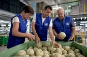 David Biscarrat kontrolliert mit seinen Eltern Thérèse und François die Qualität der frisch geernteten Melonen.