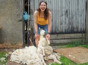 Ein Schaf wird geschoren