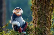 Eine wahre Schönheit der Tierwelt: Die Rotschenkligen Kleideraffen gelten als die schönsten Primaten der Welt.