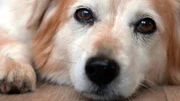 Benny, heute der geliebte Begleiter seines Herrchens Heinz Josef Haneklaus, galt im Tierheim als „unvermittelbar“.
