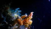 Bei Dreharbeiten in der Tiefsee der Antarktis entdeckten das Team Riesenschwämme, die bis zu 2 Meter groß waren.