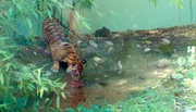 Tiger Berani im Frankfurter Zoo.