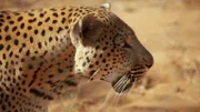 Der Leopard lässt sich nicht so leicht auf die Lockversuche von OLI und Davina ein.