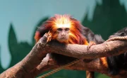 lion tamarin, zoo, goldkopflöwenäffchen