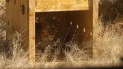 OLI und Davina haben eine neue Aufgabe: Ein Leopard soll ausgewildert werden.