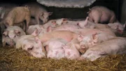 Diese Ferkel sind jetzt 80 Tage alt und blieben noch gut 180 Tage auf dem Dudziak-Hof. Weitere Fotos erhalten Sie auf Anfrage.