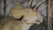 Triceratops.